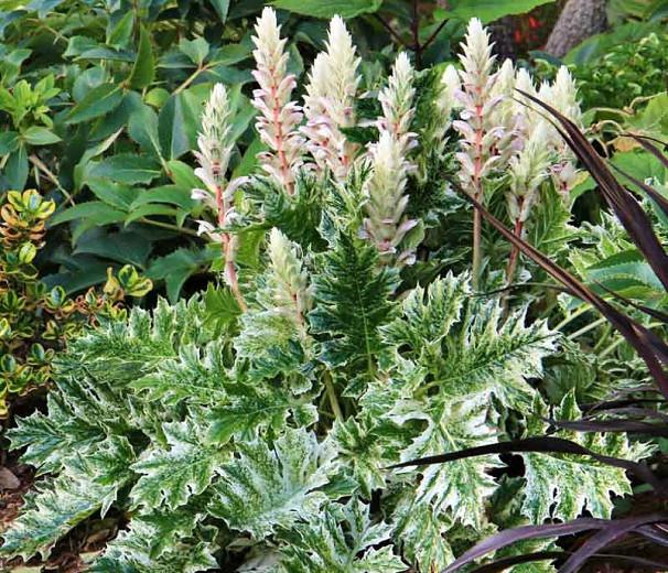 Acanthus Whitewater, Bear's Breech Whitewater, Bear's Breeches Whitewater, Shade Plants, Perennial Plants, Shade Perennials, White Flowers